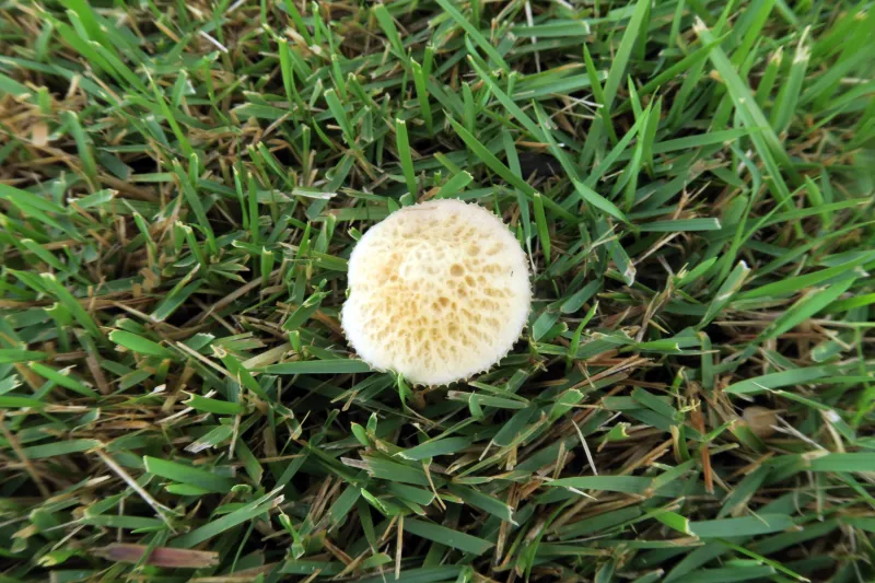 Agrocybe retigera 1 - IMG_2833